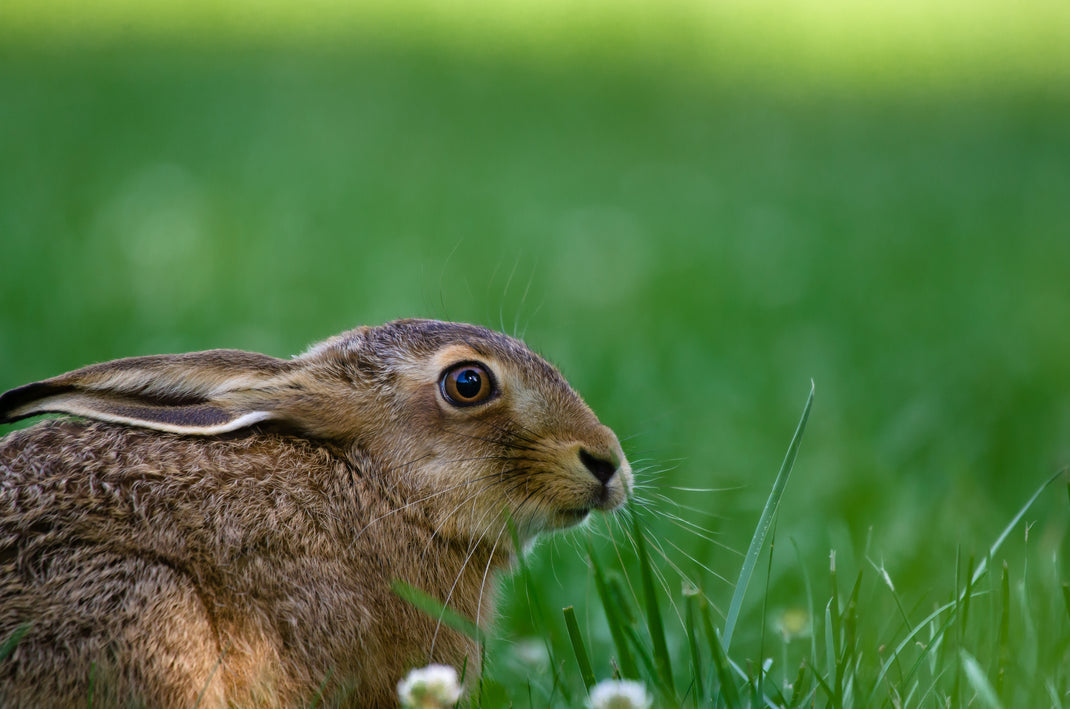 ¿Qué Significa Cruelty-Free y Dónde Encontrar Productos en Argentina?
