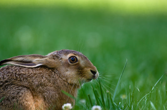 ¿Qué Significa Cruelty-Free y Dónde Encontrar Productos en Argentina?